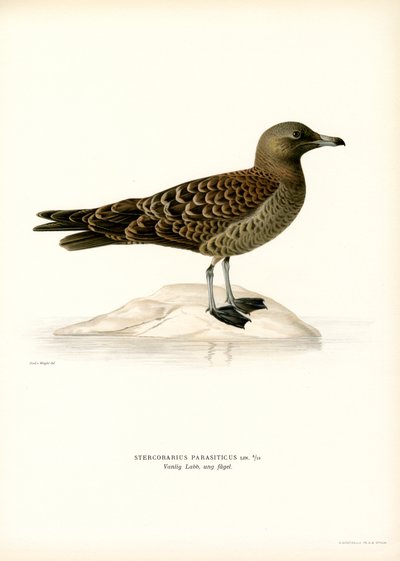 Parasitic Jaeger by Magnus Ferdinand and Wilhelm von Wright