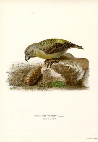 Parrot Crossbill by Magnus Ferdinand and Wilhelm von Wright