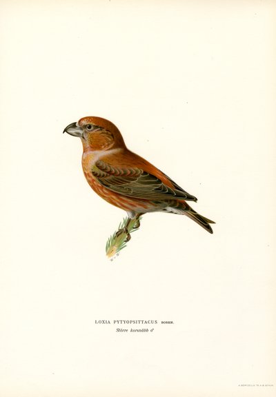 Parrot Crossbill by Magnus Ferdinand and Wilhelm von Wright
