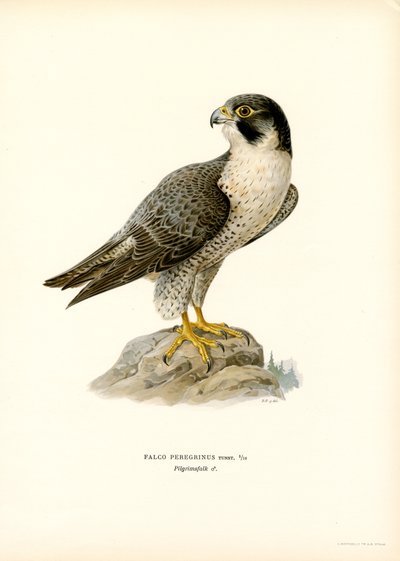 Peregrine Falcon by Magnus Ferdinand and Wilhelm von Wright