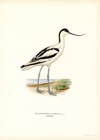 Pied Avocet by Magnus Ferdinand and Wilhelm von Wright