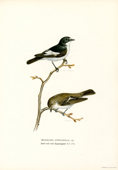 Pied Flycatcher by Magnus Ferdinand and Wilhelm von Wright