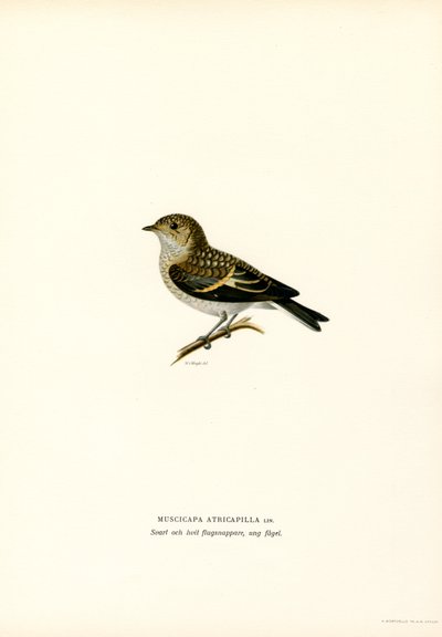 Pied Flycatcher by Magnus Ferdinand and Wilhelm von Wright