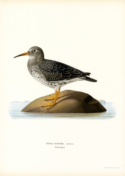 Purple Sandpiper by Magnus Ferdinand and Wilhelm von Wright