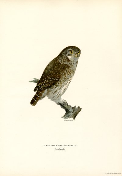 Pygmy Owl by Magnus Ferdinand and Wilhelm von Wright