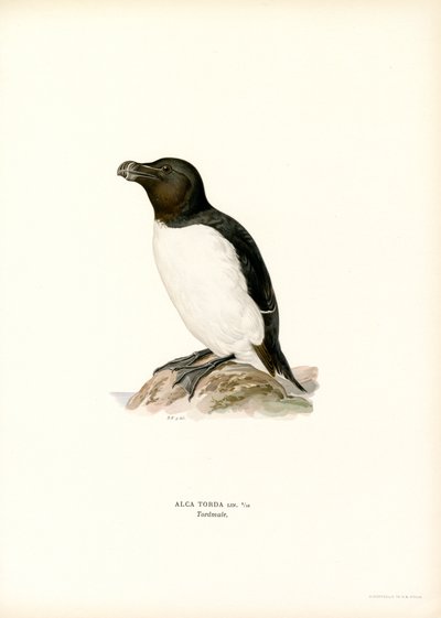 Razorbill by Magnus Ferdinand and Wilhelm von Wright