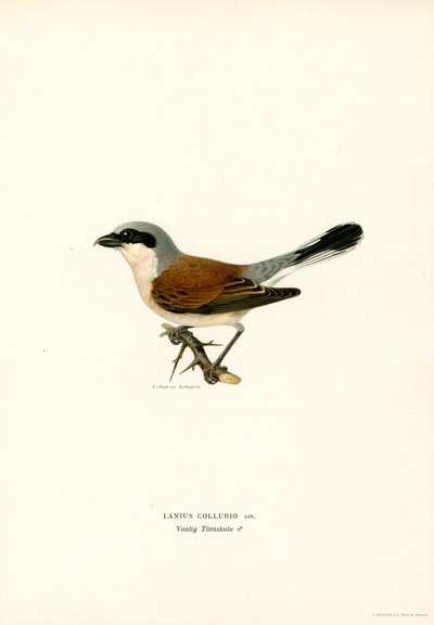 Red-backed Shrike by Magnus Ferdinand and Wilhelm von Wright