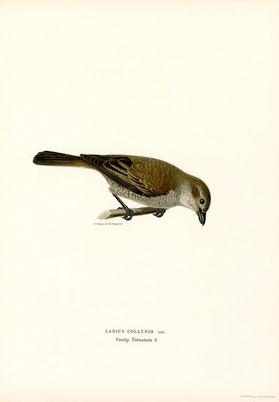 Red-backed Shrike by Magnus Ferdinand and Wilhelm von Wright