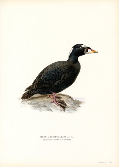 Red-billed Scoter by Magnus Ferdinand and Wilhelm von Wright