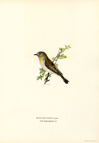 Red-breasted Flycatcher by Magnus Ferdinand and Wilhelm von Wright