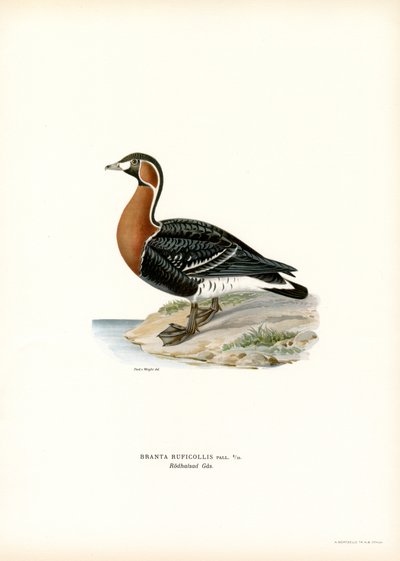 Red-breasted Goose by Magnus Ferdinand and Wilhelm von Wright