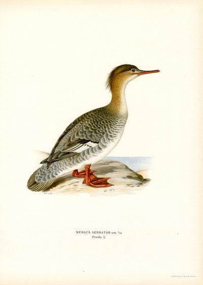 Red-breasted Merganser by Magnus Ferdinand and Wilhelm von Wright