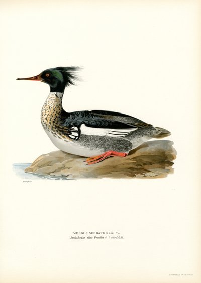 Red-breasted Merganser by Magnus Ferdinand and Wilhelm von Wright