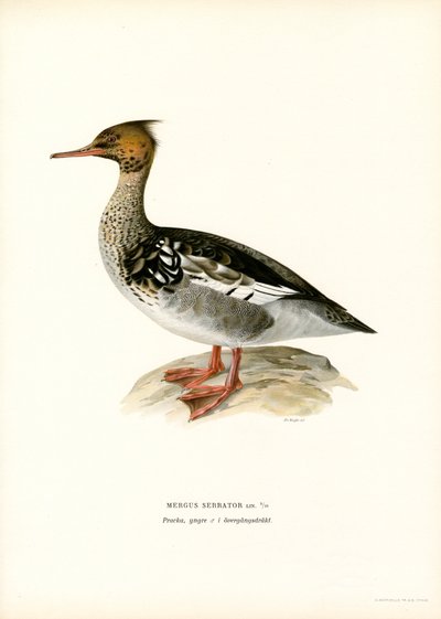 Red-breasted Merganser by Magnus Ferdinand and Wilhelm von Wright