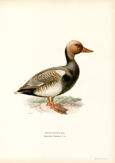 Red-crested Duck by Magnus Ferdinand and Wilhelm von Wright