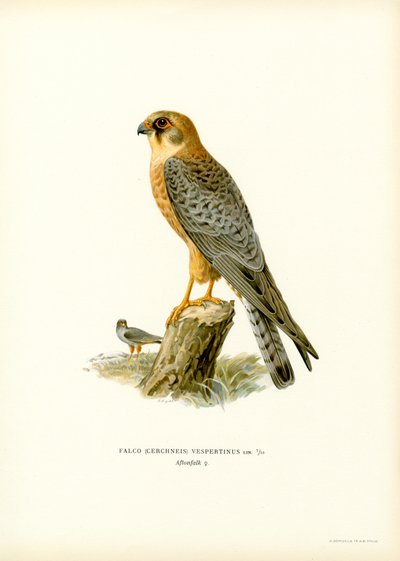 Red-footed Falcon by Magnus Ferdinand and Wilhelm von Wright