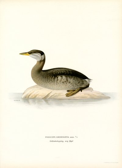 Red-necked Grebe by Magnus Ferdinand and Wilhelm von Wright