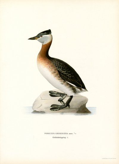 Red-necked Grebe by Magnus Ferdinand and Wilhelm von Wright