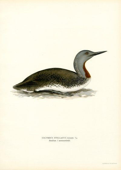 Red-throated Diver by Magnus Ferdinand and Wilhelm von Wright