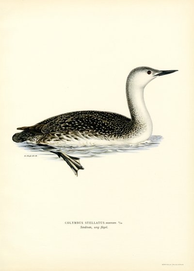 Red-throated Diver by Magnus Ferdinand and Wilhelm von Wright