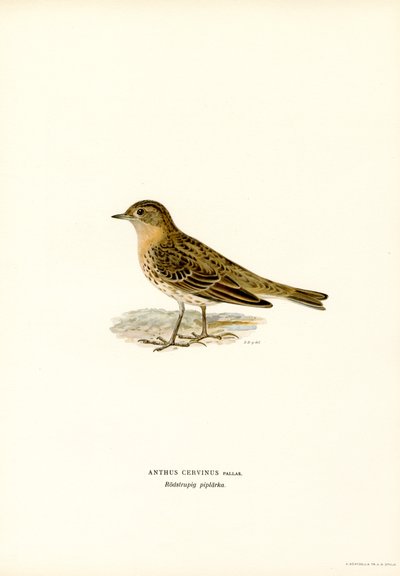 Red-throated Pipit by Magnus Ferdinand and Wilhelm von Wright