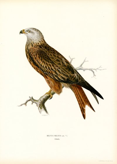 Red Kite by Magnus Ferdinand and Wilhelm von Wright