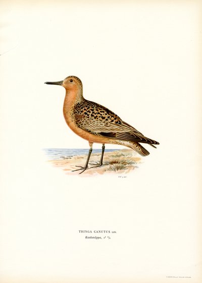 Red Knot by Magnus Ferdinand and Wilhelm von Wright