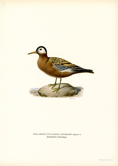 Red Phalarope by Magnus Ferdinand and Wilhelm von Wright