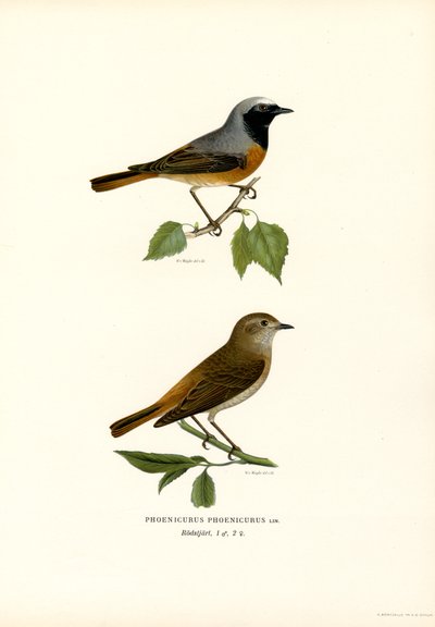 Redstart by Magnus Ferdinand and Wilhelm von Wright
