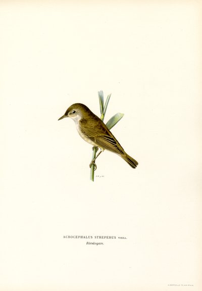 Reed Warbler by Magnus Ferdinand and Wilhelm von Wright