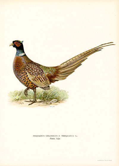Ring-necked Pheasant by Magnus Ferdinand and Wilhelm von Wright