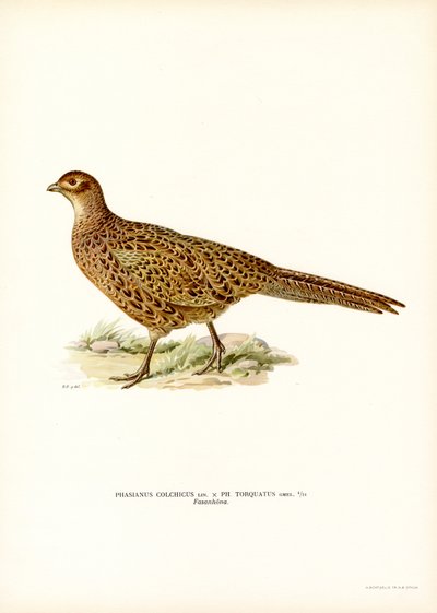 Ring-necked Pheasant by Magnus Ferdinand and Wilhelm von Wright