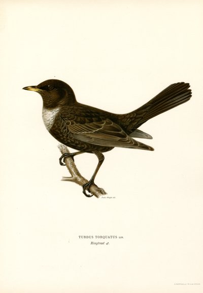 Ring Thrush by Magnus Ferdinand and Wilhelm von Wright