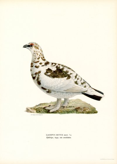 Rock Ptarmigan by Magnus Ferdinand and Wilhelm von Wright