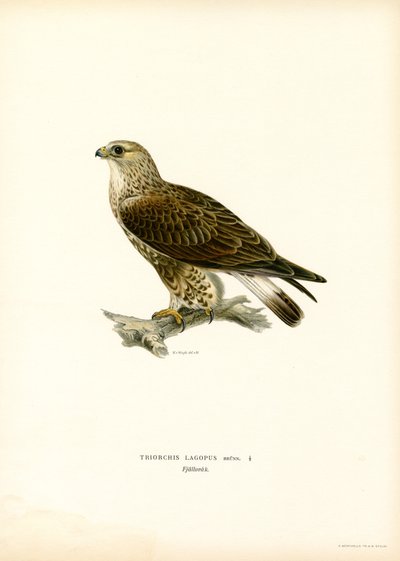 Rough-legged Buzzard by Magnus Ferdinand and Wilhelm von Wright