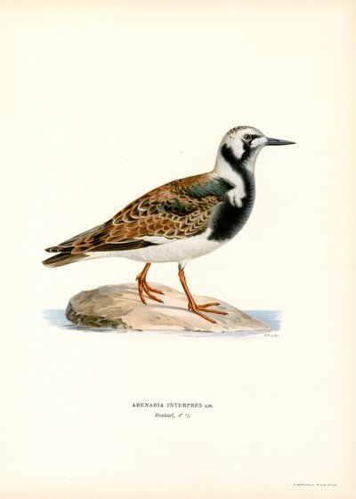 Ruddy Turnstone by Magnus Ferdinand and Wilhelm von Wright