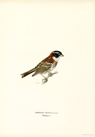 Rustic Bunting by Magnus Ferdinand and Wilhelm von Wright