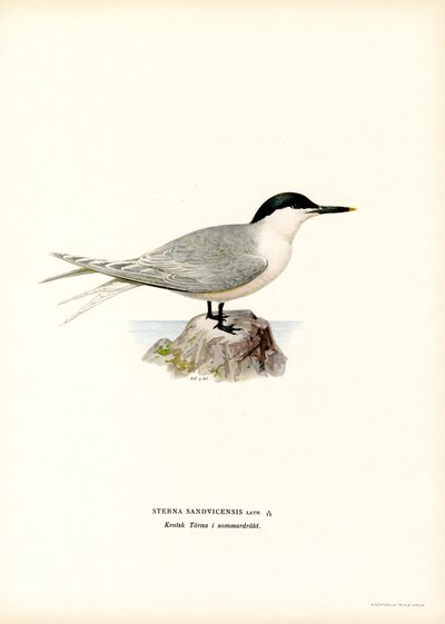 Sandwich Tern by Magnus Ferdinand and Wilhelm von Wright