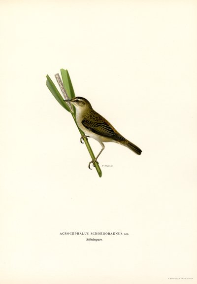 Sedge Warbler by Magnus Ferdinand and Wilhelm von Wright