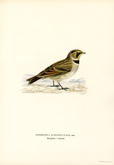 Shore Lark by Magnus Ferdinand and Wilhelm von Wright