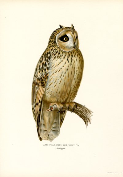 Short-eared Owl by Magnus Ferdinand and Wilhelm von Wright