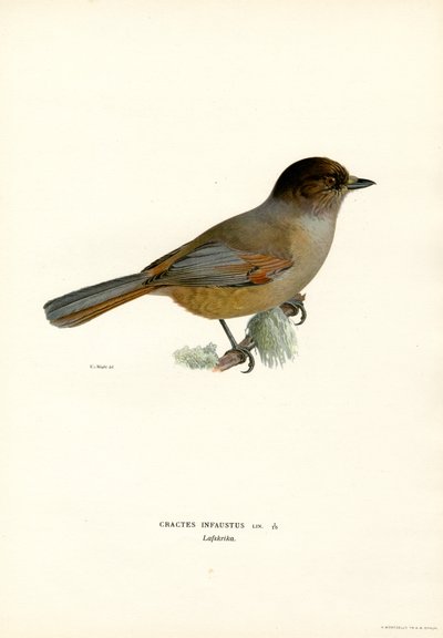 Siberian Jay by Magnus Ferdinand and Wilhelm von Wright