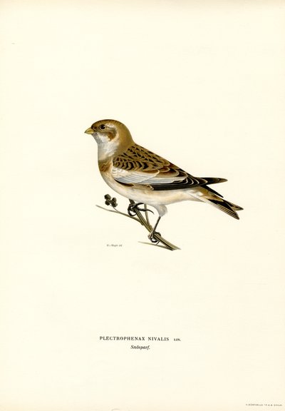 Snow Bunting by Magnus Ferdinand and Wilhelm von Wright