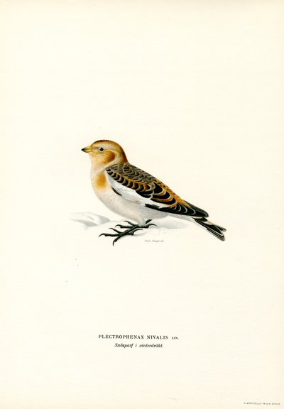 Snow Bunting by Magnus Ferdinand and Wilhelm von Wright
