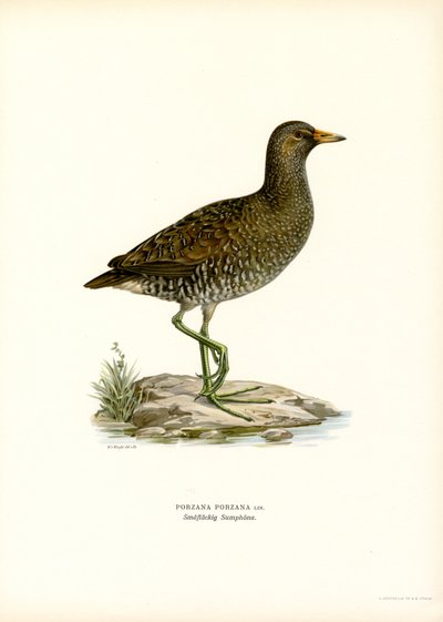 Spotted Crake by Magnus Ferdinand and Wilhelm von Wright