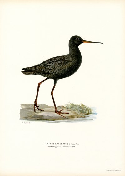 Spotted Redshank by Magnus Ferdinand and Wilhelm von Wright