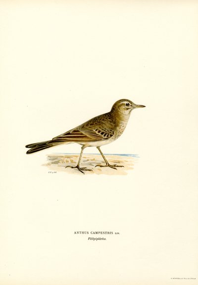 Tawny Pipit by Magnus Ferdinand and Wilhelm von Wright