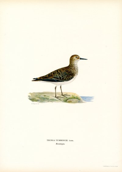 Temminck