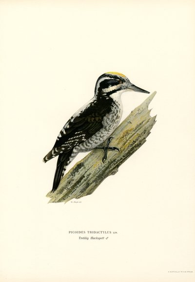 Three-toed Woodpecker by Magnus Ferdinand and Wilhelm von Wright