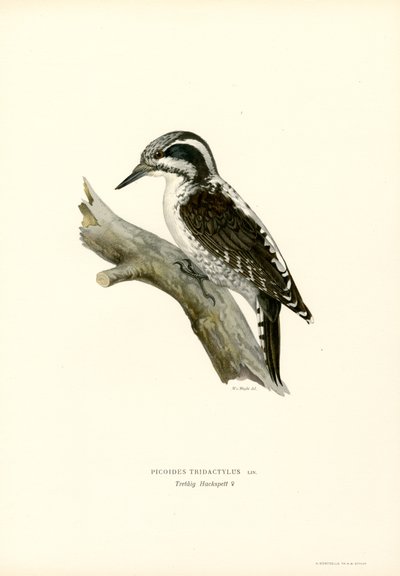 Three-toed Woodpecker by Magnus Ferdinand and Wilhelm von Wright